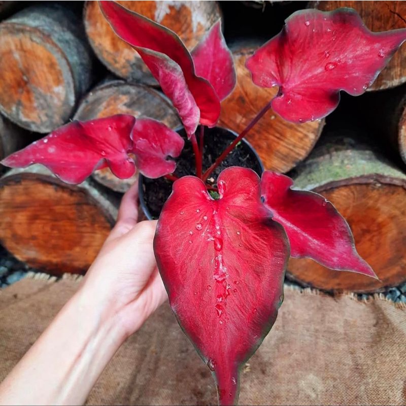 Caladium Anggurmerah/ keladi hias / bunga keladi / tanaman keladi hidup /tanaman hias keladi / tanam