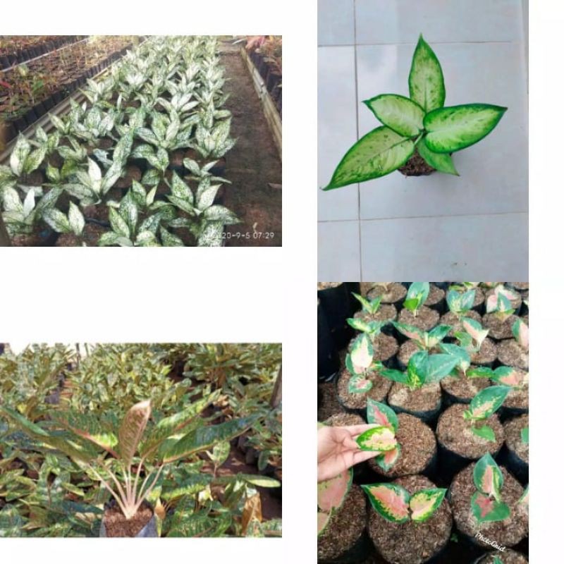 Paket Aglomema murah