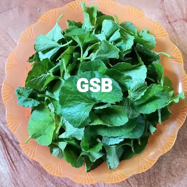 

Daun pegagan segar MURNI daun nya saja 100 gram