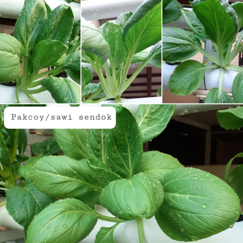 

Sayur caisim, sayur caisim manis, sayur pakcoy hidroponik