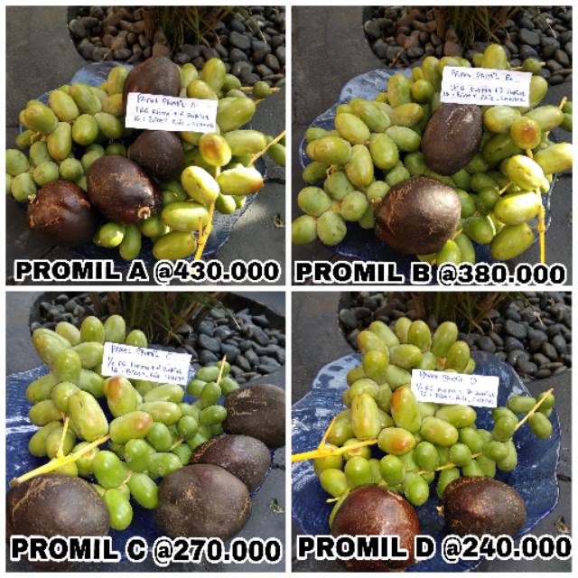 Paket Promil Kurma Muda Dan Buah Zuriat Indonesia