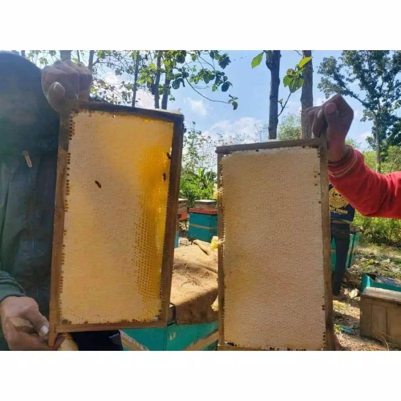 

Madu Sarang Murni Apis Melifera 250gr 500gr