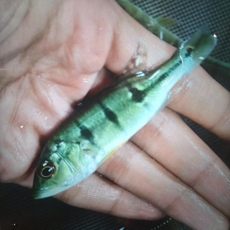 Pbass Orinoco Pure 3spot 9-10cm