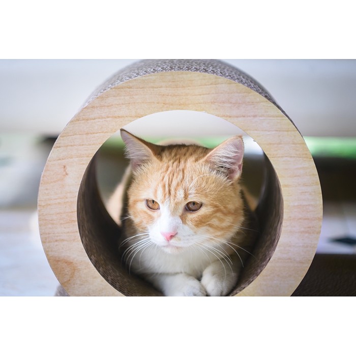 Mainan Kucing Cakaran Kucing Mainan Hewan Kucing Cat Scratcher 