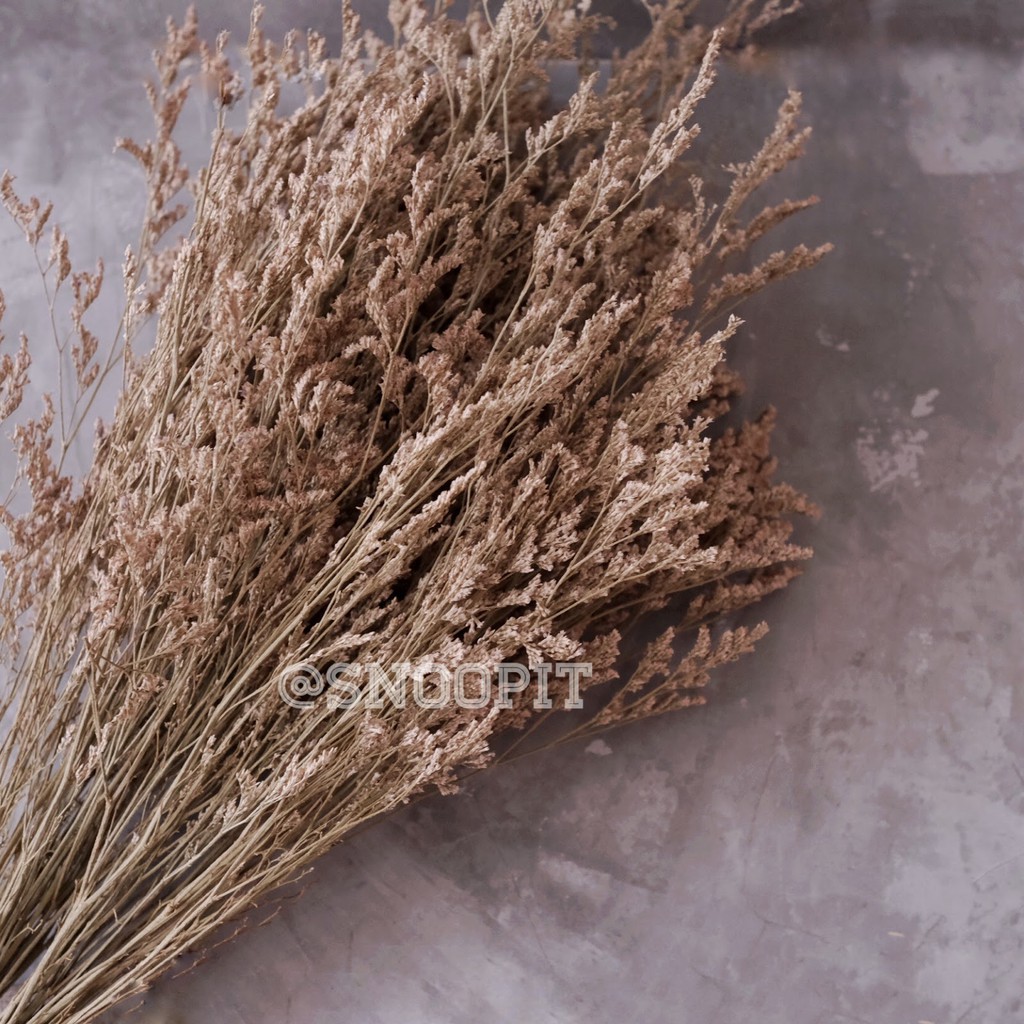 PROMO GROSIR MURAH Natural Dried Flower Dekorasi Bunga Kering Rustic Vintage Preserved Caspia Caspea