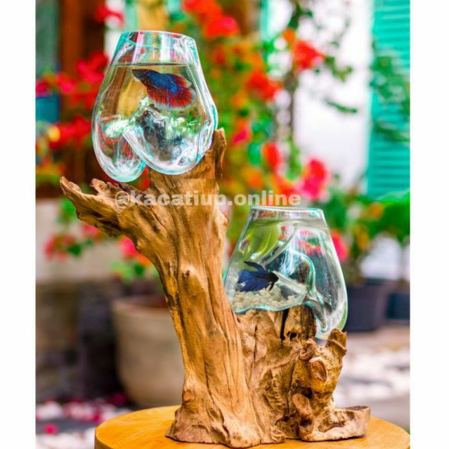 Aquarium ikan cupang halfmoon hias murah 2 in 1 size XL kaca tiup akar dapat digunakan untuk sukulen