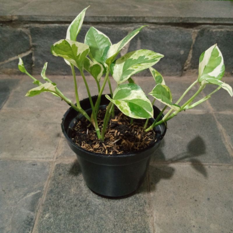 include pot Sirih Njoy Murah Sirih Hias Gading Variegata Varigata Belang + pot