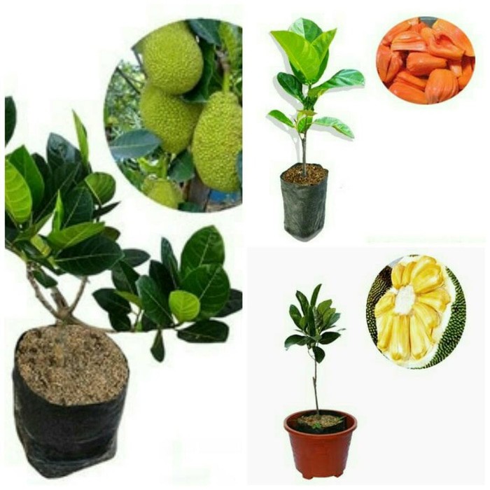 Paket 3 Bibit Tanaman Buah Nangka Mini, Nangka Merah dan Nangka Madu