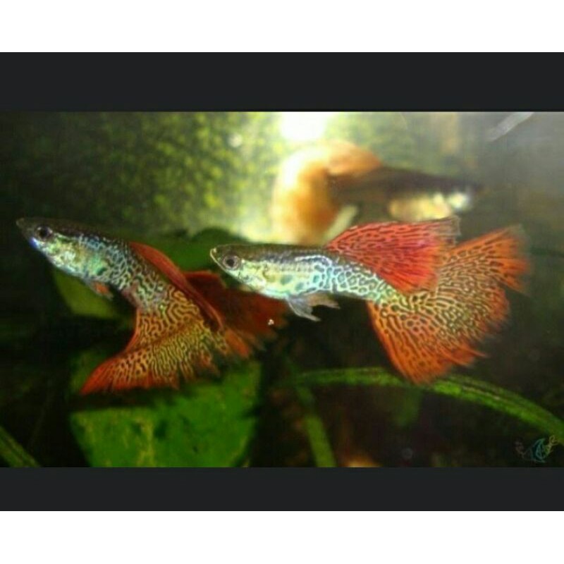 ikan guppy red lace | ikan hias | ikan guppy murah