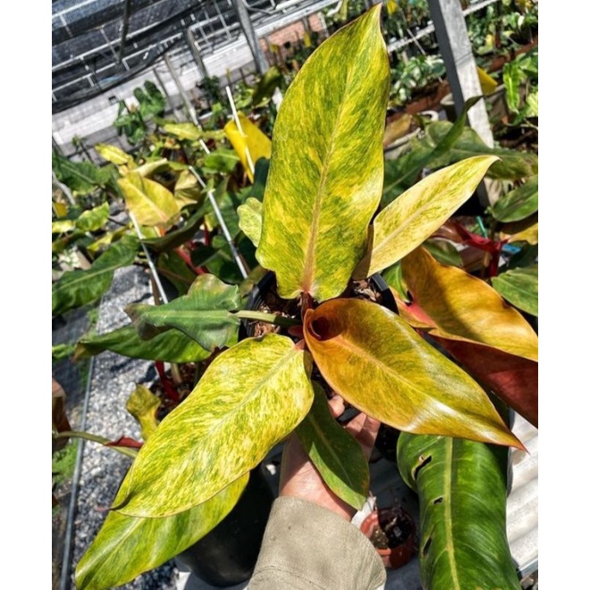 philodendron orange marmalade #philodendronmarmaladevarigata