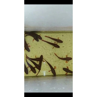 Red Sp Lempuyang Menor PROMO RAMADHAN