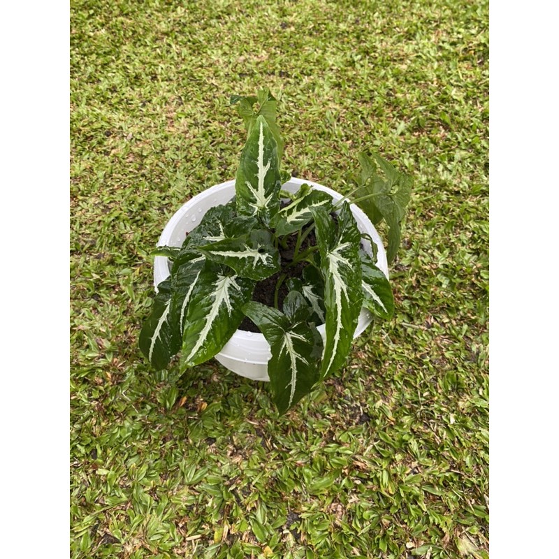 syngonium wendlandii