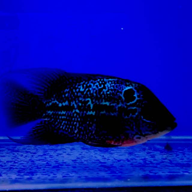 Ikan lohan