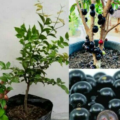 tanaman hias buah anggur brazil/tanaman buah anggur brazil/bibit anggur brazil