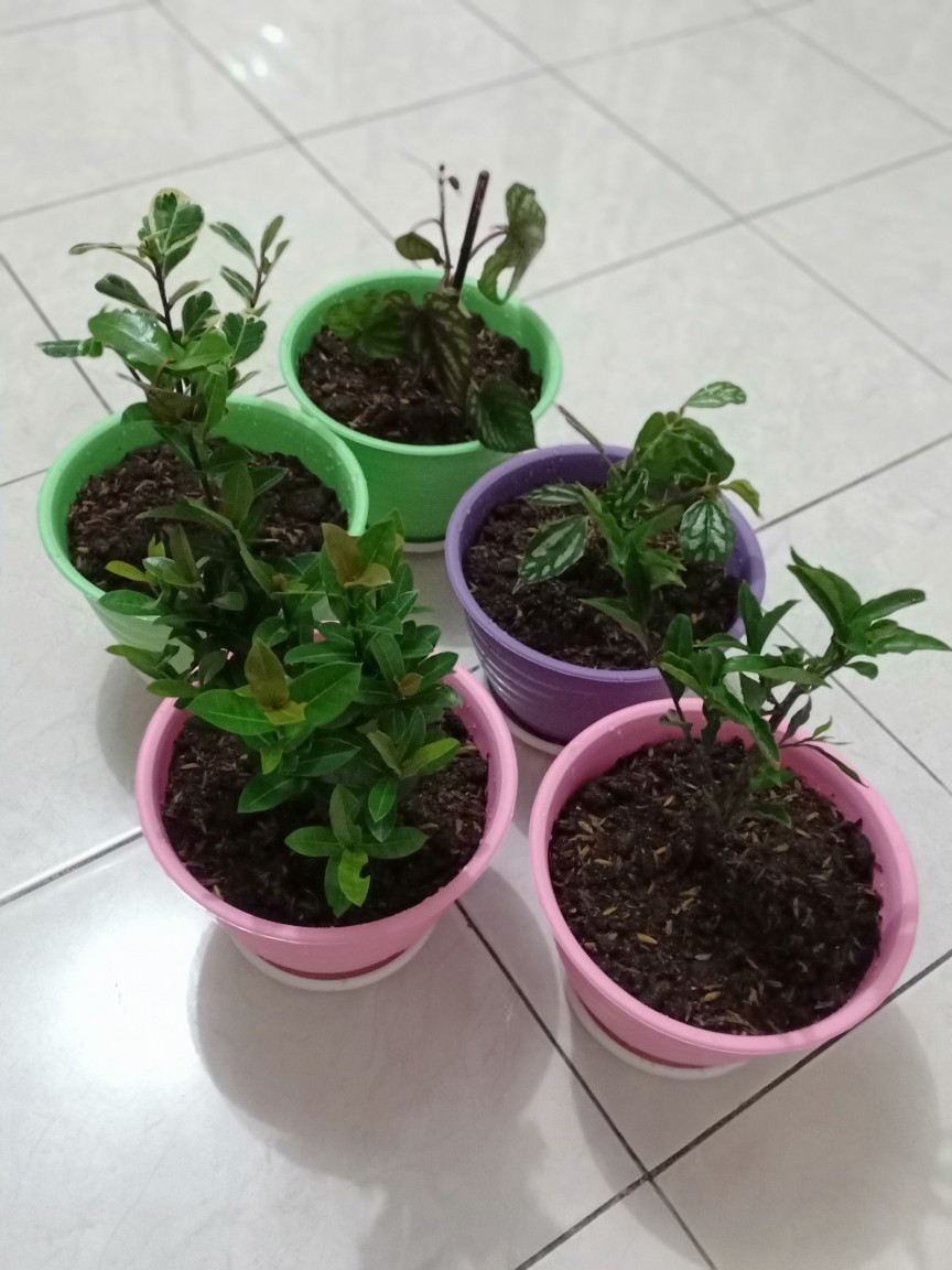 Tanaman Asoka Bunga Merah / Tanaman Soka Bangkok