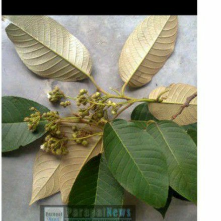DAUN PIRDOT SEGAR ATAU SAURAUIA BRACTEOSA 500 GRAM/OBAT HERBAL/DIABETES