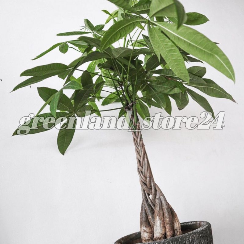 tanaman hias pachira kepang 6 - pachira kepang - money tree - tanaman indoor - pachira aquatica