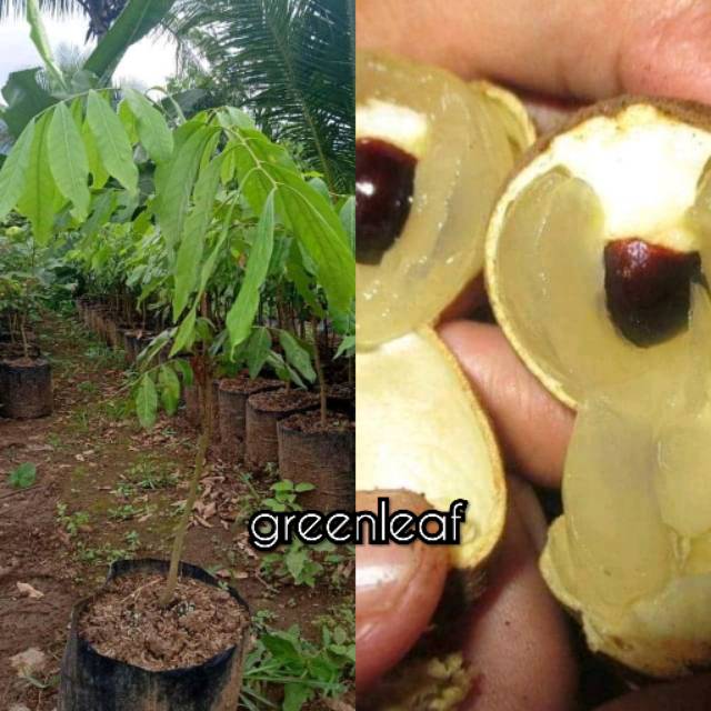 bibit kelengkeng new kristal unggul