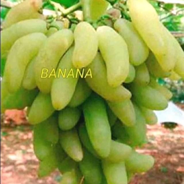 Bibit anggur import banana
