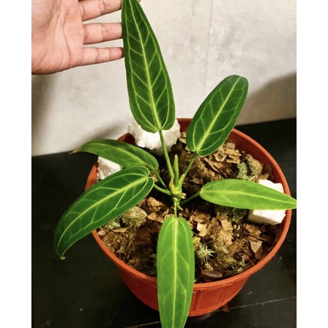 bibit Antorium waroc/lidah gajah - antorium lidah gajah