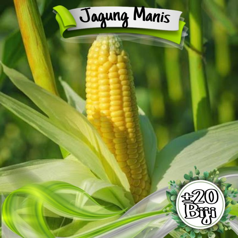 20+ BIBIT JAGUNG SUPER MANIS