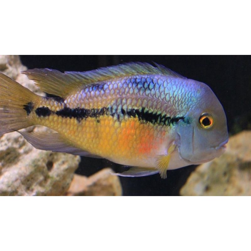 ikan cichlid hypsophyris nicaraguensis american cichlid