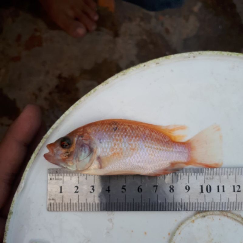 BIBIT IKAN NILA MERAH