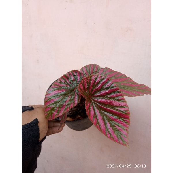 tanaman hias begonia walet
