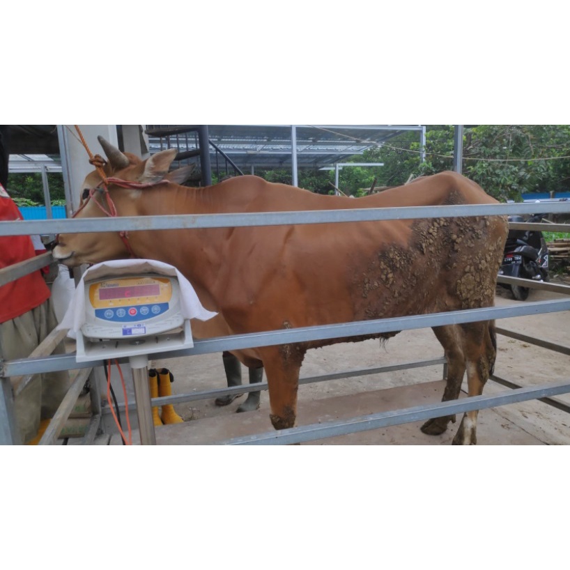 Jual Sapi Qurban 2022 Pegon & Madura Berat +/- 300Kg