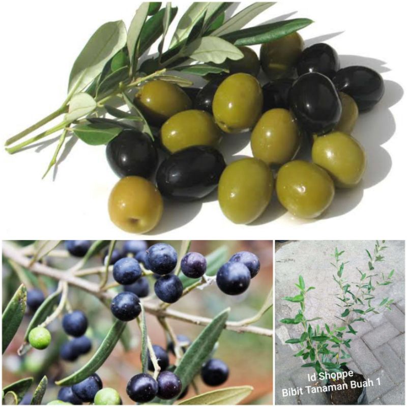 Bibit Zaitun