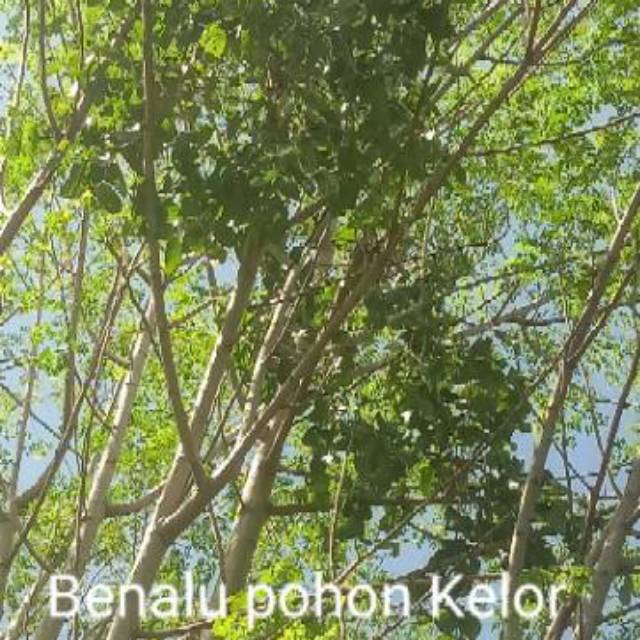 

Benalu Kelor