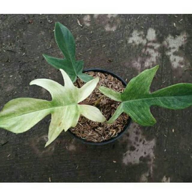 TANAMAN PHILODENDROON FLORIDA GHOST | PHILODENDRON MERPATI FLORIDA GHOST