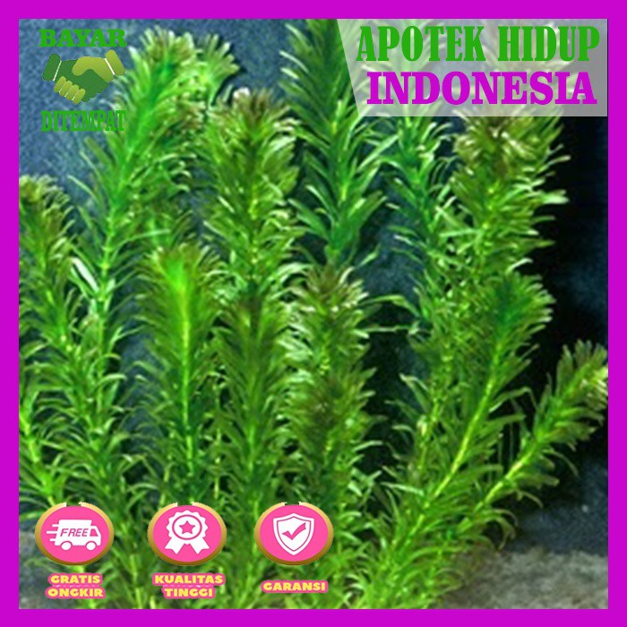 Tanaman Air Aquascape Aquarium Ganggang Air Hydrilla