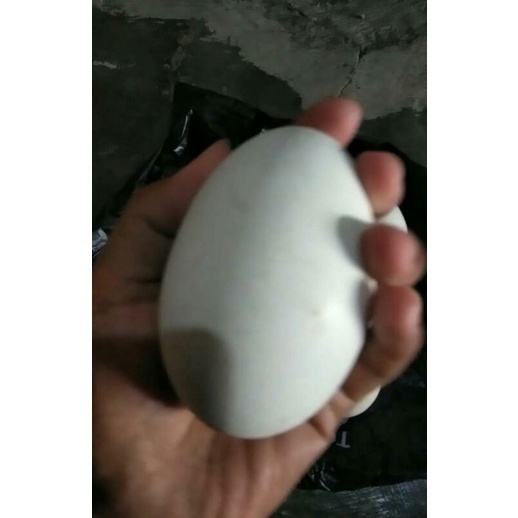 TELUR ANGSA FRESH | TELUR ANGSA ABOR