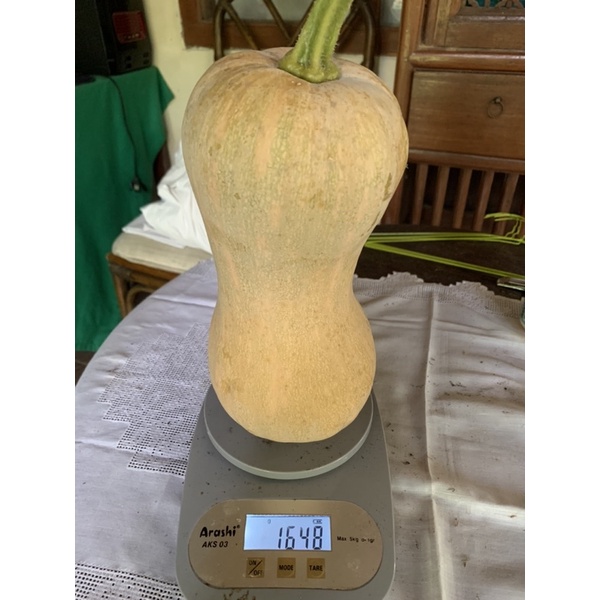 

Butternut Squash / Labu madu