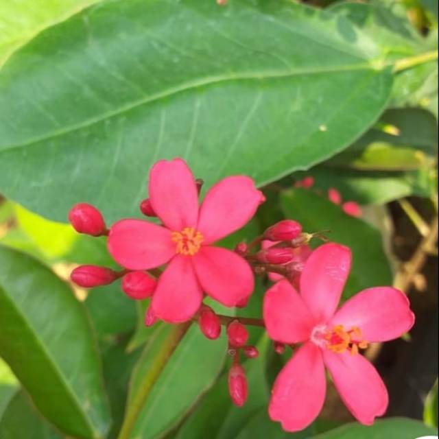 Bunga Batavia / benih herbal / hiasan taman