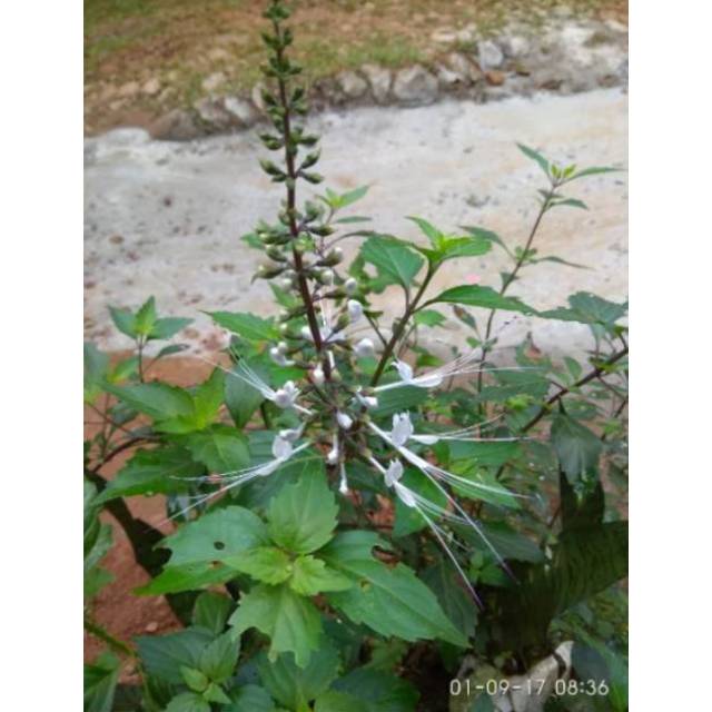 

Daun Kumis Kucing Segar Petik Dadakan Paket Hemat 250 Grm