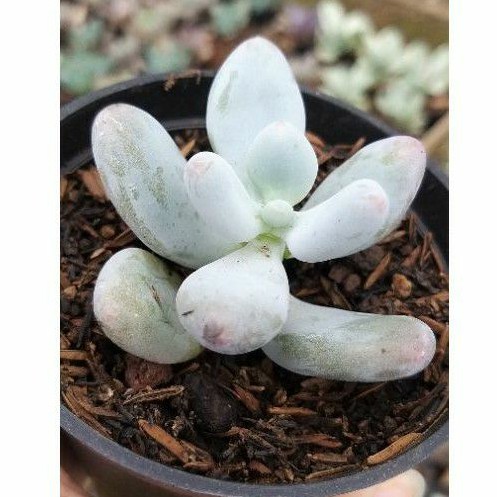 Sukulen Moonstone Pachyphytum Oviferum