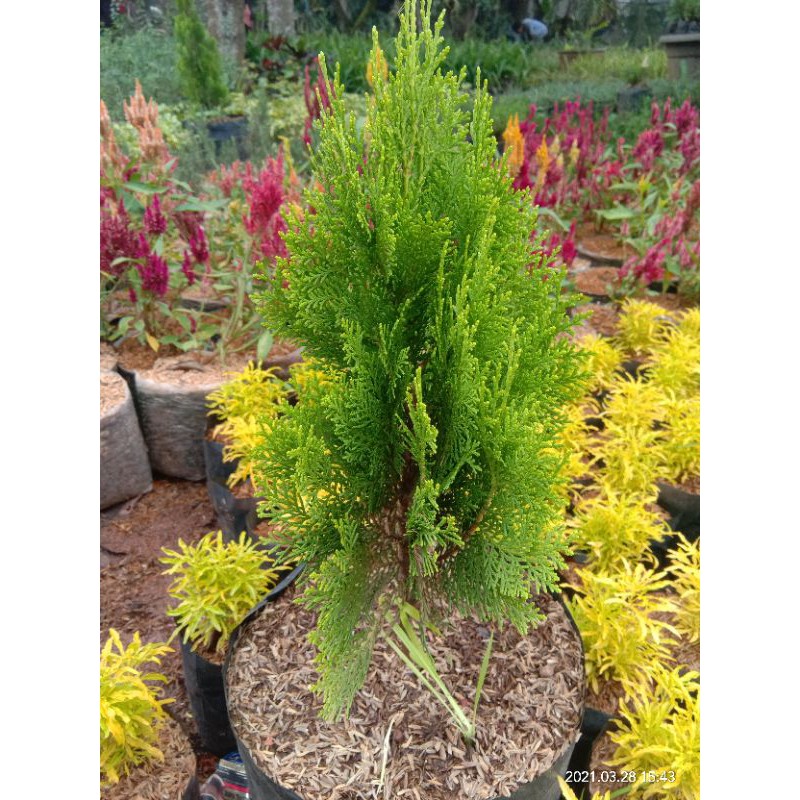 Tanaman hias cemara kipas tanaman hias hidup cemara kipas tanaman hias murah cemara kipas pohon cema