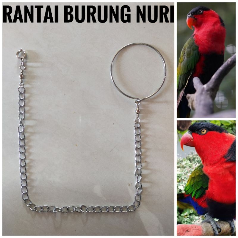 Rantai Burung Nuri Kepala Hitam