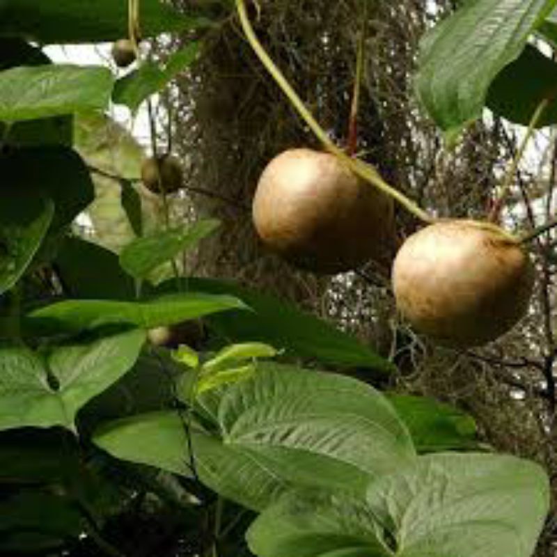 

Kentang Udara / Kentang Gantung / Gembolo / Air potato / Kentang Rambat Organik