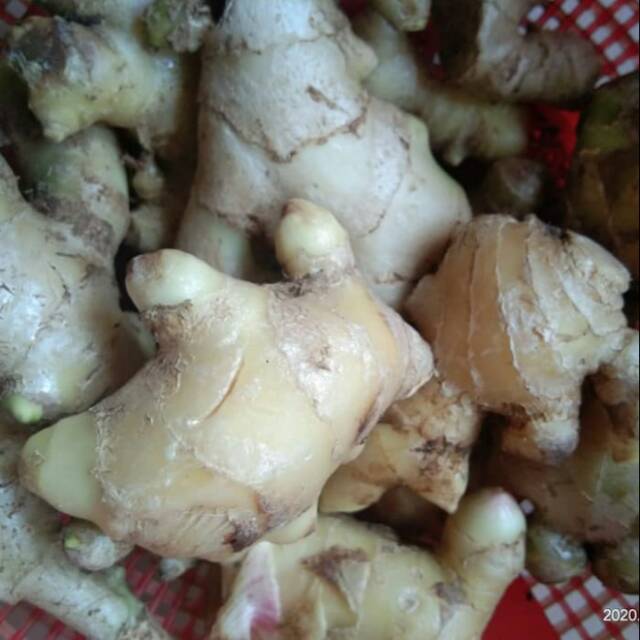 

jahe gajah bersih 1kg