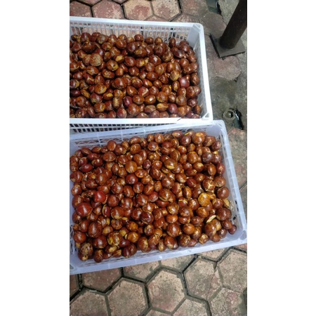 

Jengkol