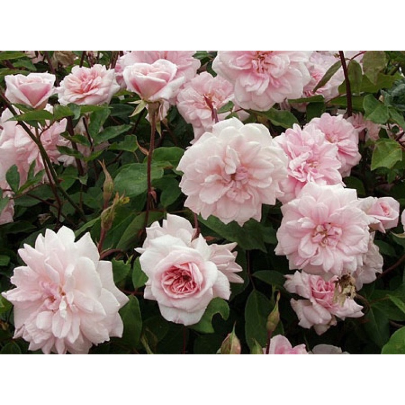 Mawar Import Id cecile brunner (Wangi kuat)