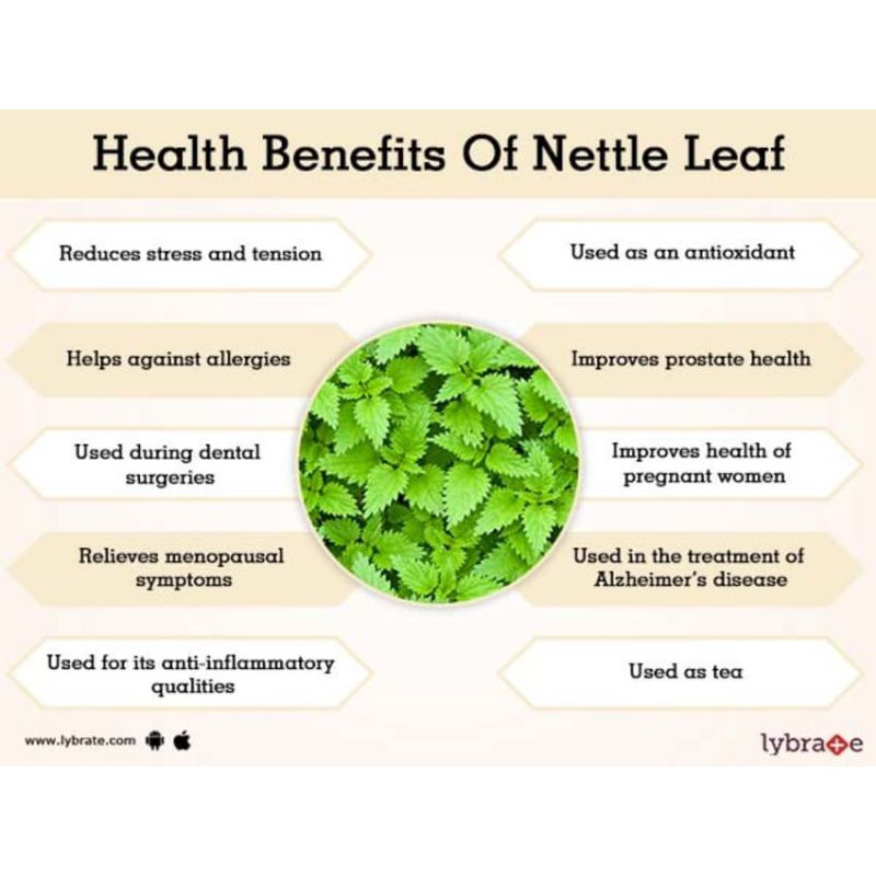 NETTLE TEA : NETTLE LEAF TEA / ORGANIC NETTLE LEAF TEA (30 TEA BAG)