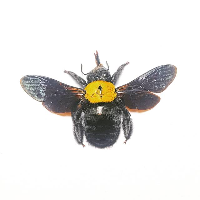AWETAN SERANGGA UNIK / INSECT TAXIDERMY LEBAH KAYU KUNING
