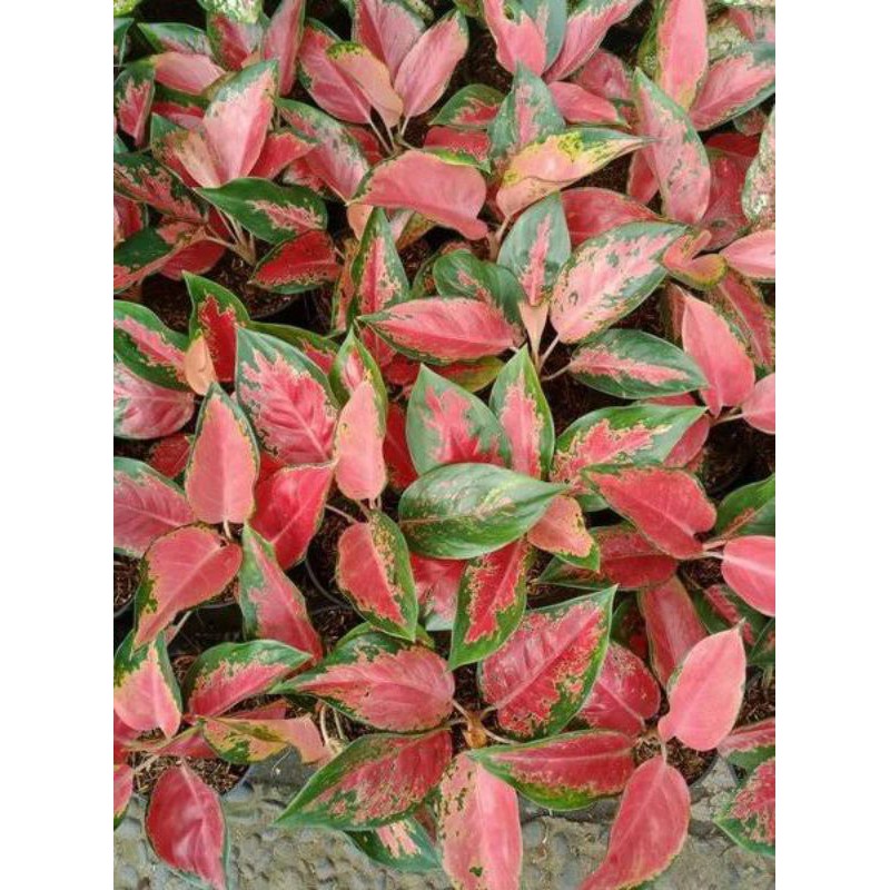 aglonema red kochin//tanaman hias aglonema red kochin
