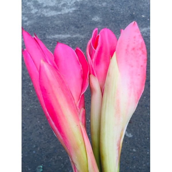 

Kencong / medan 1 buah