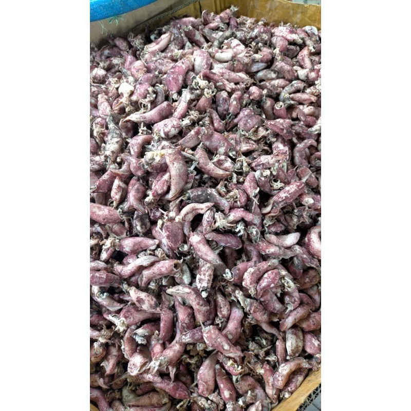 

Cumi kering (ukuran sedang)