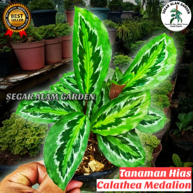Tanaman Hias Calathea Medalion Lokal- Calathea Medalion Lokal